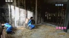 苗圃,薛薇
