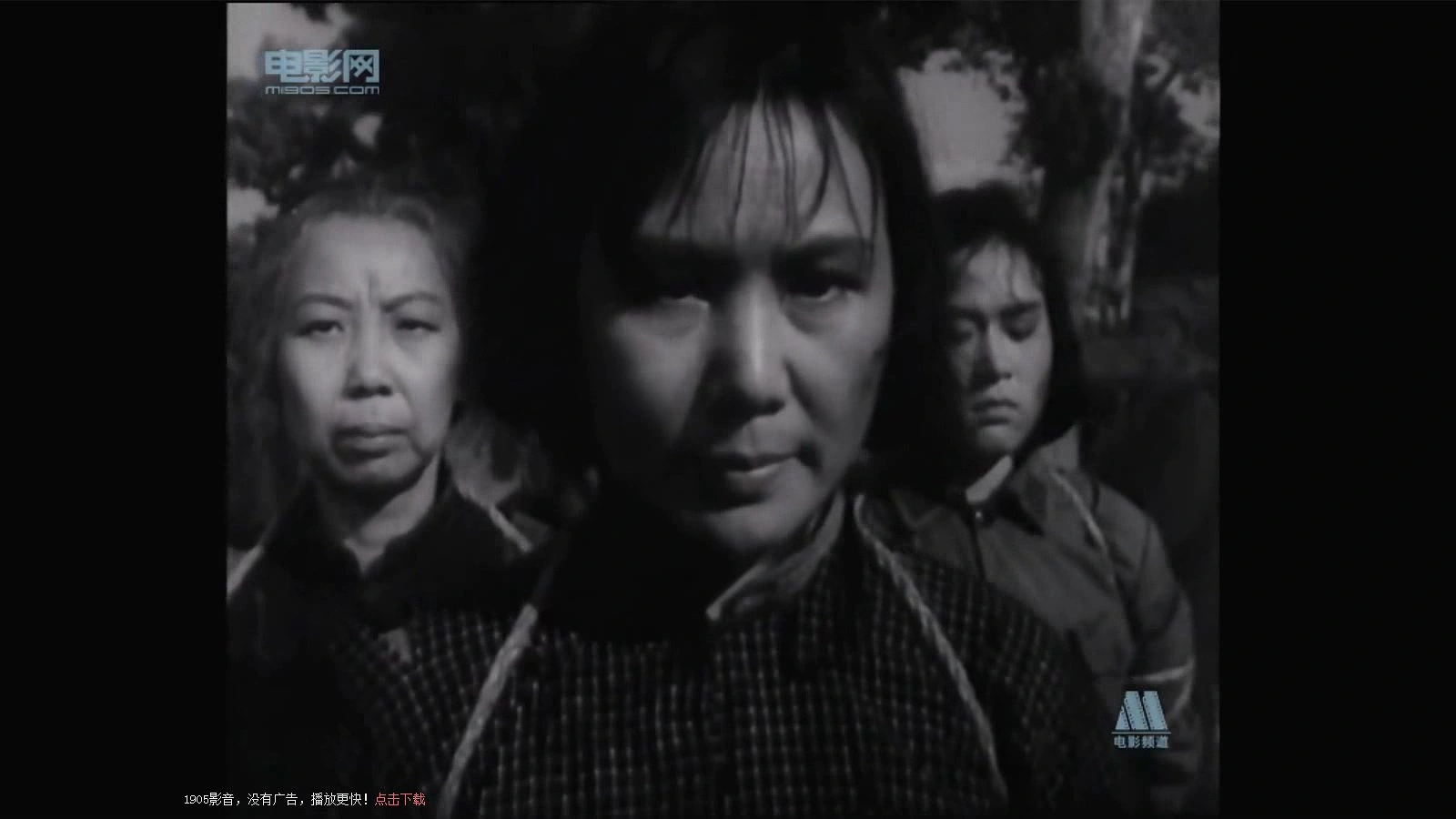 白杨