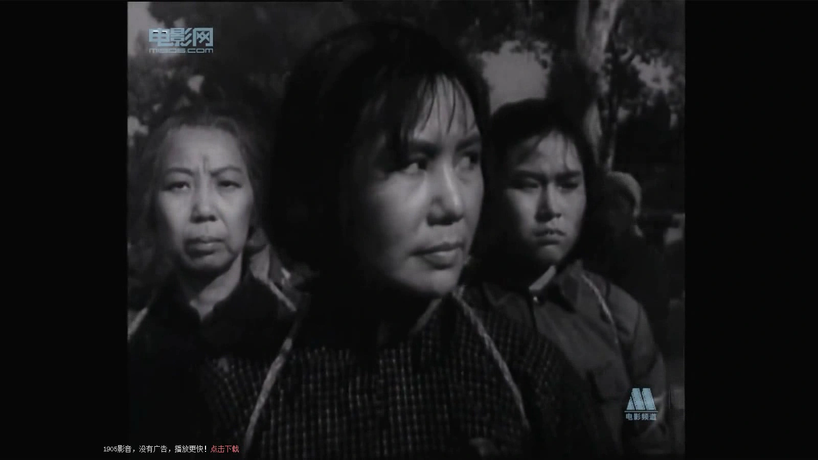 白杨