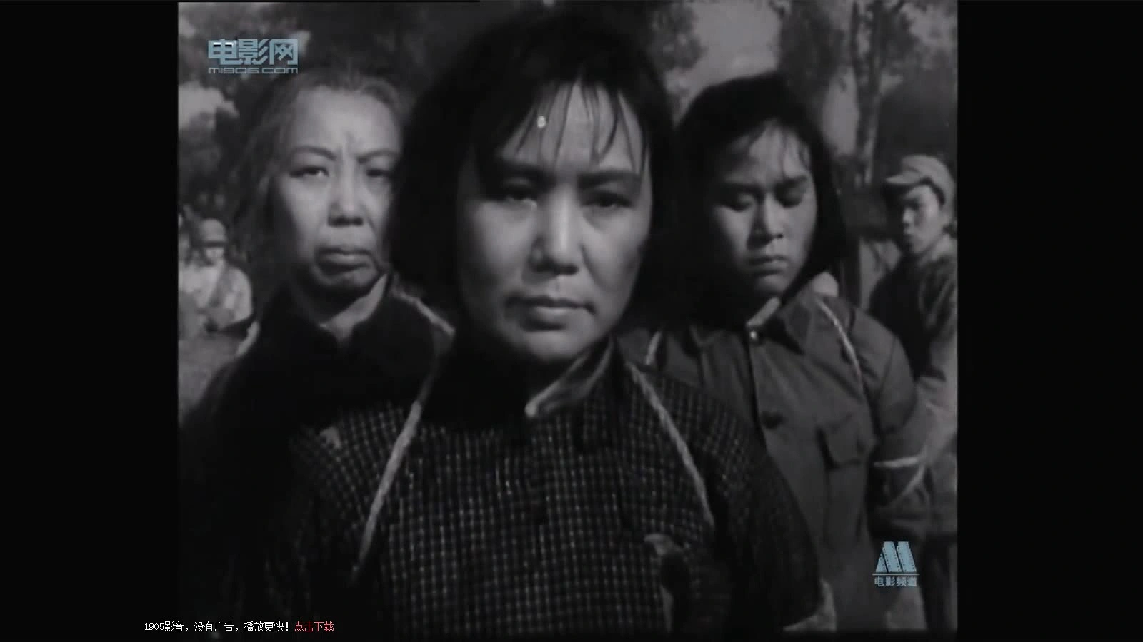 白杨